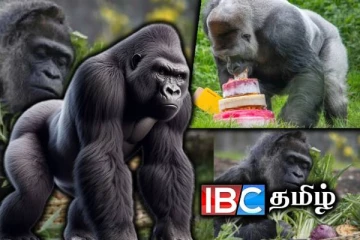 68வது பிறந்த நாளை கொண்டாடும் உலகிலேயே மிக வயதான கொரில்லா குரங்கு