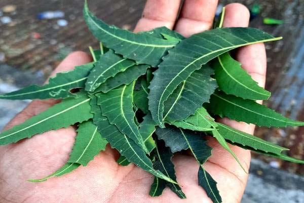 காலை வெறும்வயிற்றில் கசப்பான இரண்டு வேப்பிலை சாப்பிடுங்க.. கண்கூடாக தெரியும் அதிசயம் | Empty Stomach Neem Leaf Eating Benefits