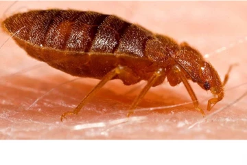 கனடாவில் மூட்டைப் பூச்சிகள் அதிகமாக காணப்படும் பகுதி