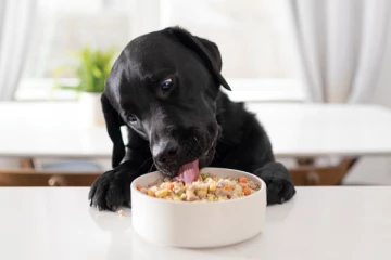 நாய்க்கு கொடுத்த உணவு கெட்டுப்போனதால் தாயை தள்ளி விட்ட மகன்; நேர்ந்த துயரம்