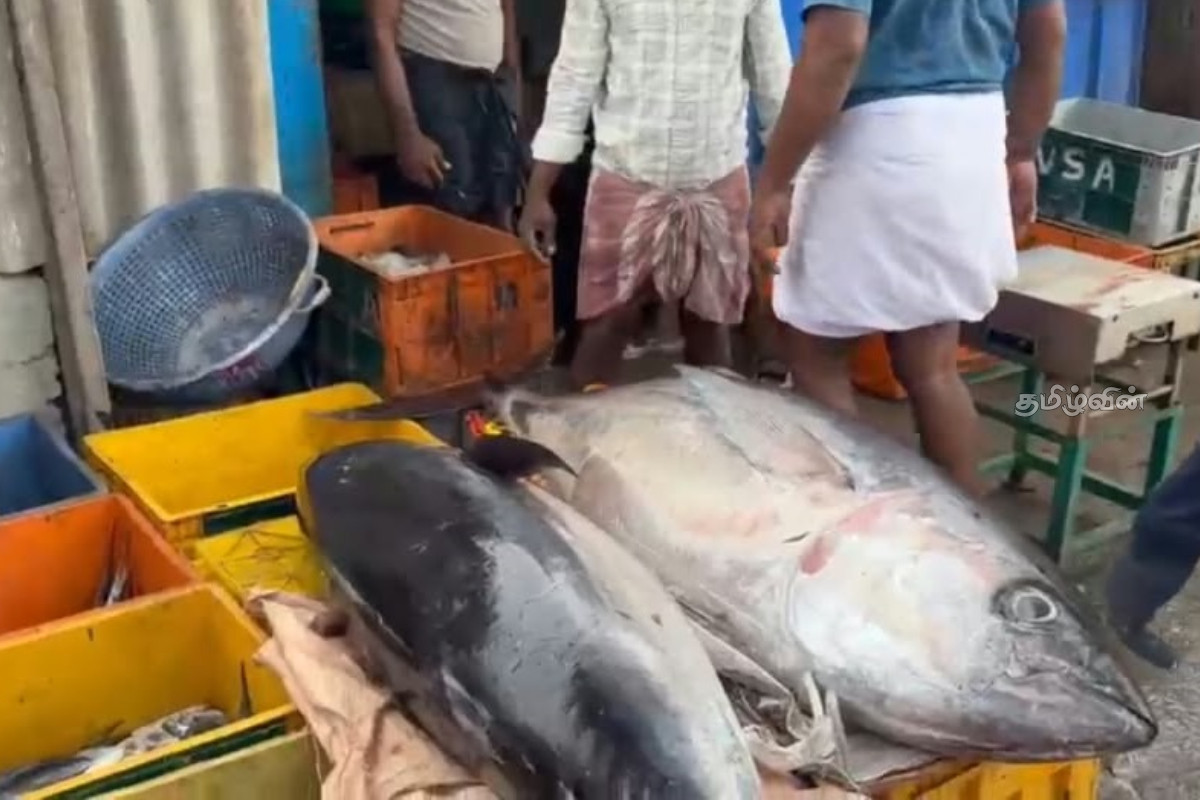 பாம்பன் கடற்தொழிலாளர் வலையில் சிக்கிய 350 கிலோகிராம் எடை கொண்ட மூன்று மஞ்சள் வால் கேரை மீன்கள் | A 350 Kg Fish Caught In The Net