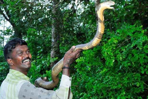 பிரபல   பாம்புப்பிடி மன்னர் வாவா சுரேக்ஷுக்கு  நேர்ந்த கதி;  கலக்கத்தில்  மக்கள் | Story Of The Famous Snake King Vava Sureksh