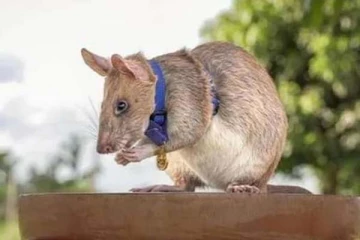 ஹீரோவாக செயல்பட்டு விருது வாங்கிய எலி: உயிரிழந்த சோகம்