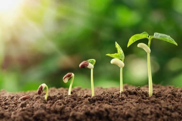 තවාන් දාන ඇතැම් බීජ පැල නොවීමට හේතු.