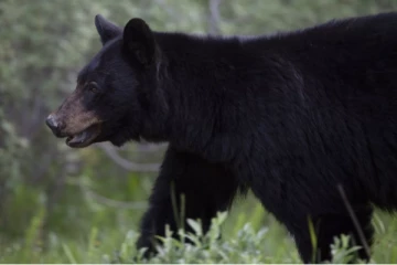 கனடாவில் கரடி தாக்கி பெண் காயம்
