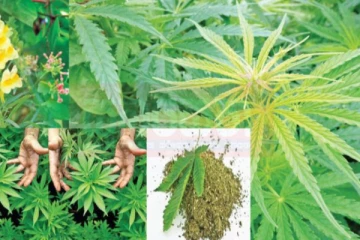 කංසා ගැන රජය සතුටුදායක තීරණයක් ගනී..