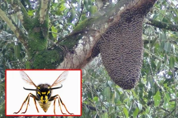 குளவிக்கொட்டுக்கு இலக்காகி 11 பேர் பாதிப்பு