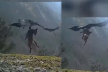 முழு நரியை தூக்கிச் சென்ற கழுகு! நம்பமுடியாத உண்மை காட்சி