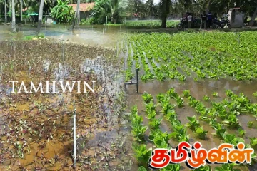 புத்தளத்தில் கடும் மழை: பயிர்ச்செய்கைகள் நாசம்