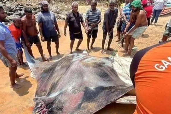 மீனவர்களிடம் சிக்கிய இராட்சத திருக்கை! | Giant Eel Caught By Fishermen Puttalam