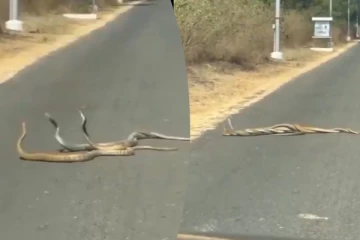 ஒரே நேரத்தில் சாலையில் மூன்று பாம்புகள்! பின்னிப்பிணைந்து நடனமாடும் காட்சி