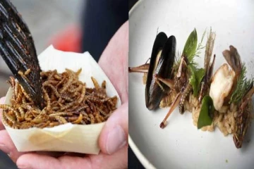 வெட்டுக்கிளி, புழு, பூச்சி டிஷ்கள்...உணவு பிரியர்களை கவரும் உணவக மெனு பட்டியல்!