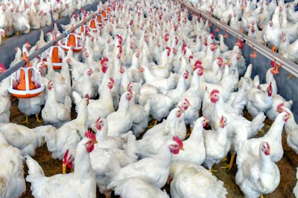 அமெரிக்காவில் முதன்முறையாக 5 கோடி பறவைகள் உயிரிழப்பு! வெளியான அதிர்ச்சி