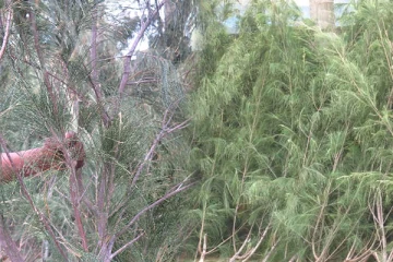 யாழில் சூடுபிடித்துள்ள சவுக்கு மரக் கிளை வியாபாரம் (Photos)