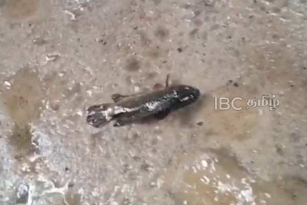 யாழில் மழையுடன் சேர்ந்து விழுந்த மீன்கள்! | Fish Fell With The Rain In Jaffna
