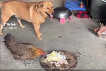 தனது சாப்பாட்டை சாப்பிட்ட கோழி... நாய் பதிலுக்கு என்ன செய்தது தெரியுமா?