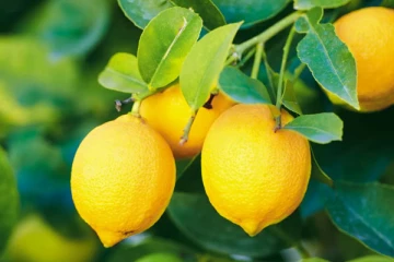 உச்சத்தை தொட்ட தேசிக்காய் விலை