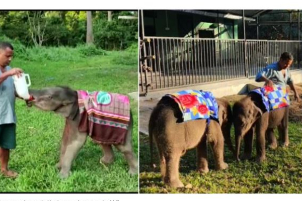 ’’குளிரா இனிமே உன்னை எதுவும் செய்யாது ‘’  - குட்டியானைகளுக்கு போர்வை போர்த்தி பராமரிக்கும் தேசிய பூங்கா - தமிழ்நாடு