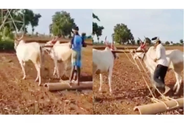 தன் எஜமானார் இல்லை என அறிந்த காளைகள் என்ன செய்ததுன்னு பாருங்க!