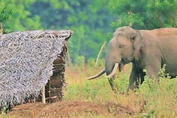 වන අලි හේතුවෙන් ගලෙන්බිඳුණුවැවදී බිඳුණු ජීවිත