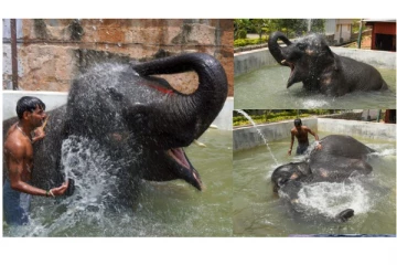 குளு... குளு... குளியல் போட்ட அழகர்கோவில் யானை- வைரலாகும் வீடியோ