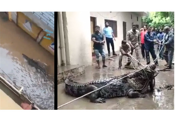 Uttarpradesh-crocodile-viral-video