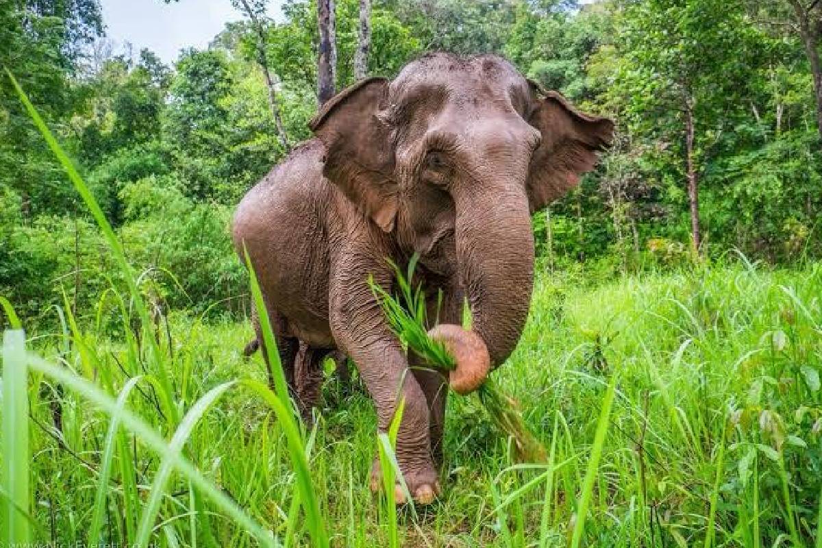 யானை - மனித மோதலைக் கட்டுப்படுத்த மூங்கில் உயிரி வேலி ; இலங்கைக்கு உதவ சீனா ஒப்புதல் | Bamboo Biofence To Control Human Elephant Conflict