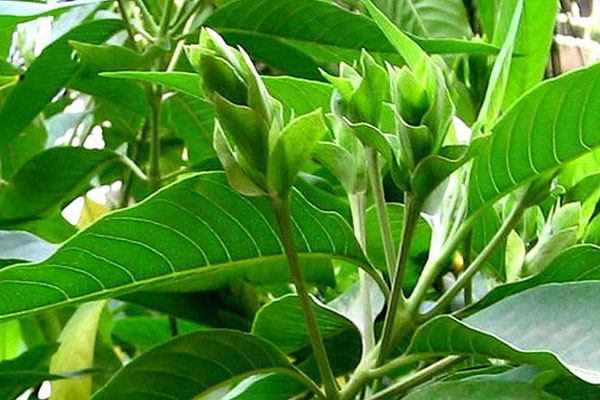 நுரையீரல் பிரச்சனைகளுக்கு மருந்தாகும் ஆயுள் மூலிகை | Health Benefits Of Adathodai