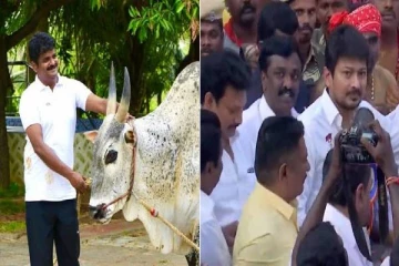 சீறிய கொம்பன் காளை…அந்தரத்தில் ஏறிய வீரர்கள் – விஜயபாஸ்கர் காளைக்கு தங்க நாணயம் கொடுத்த உதயநிதி