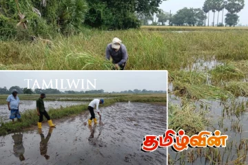 வயல்களில் நீர் தேங்கி நிற்பதால் கையினால் அறுவடையினை மேற்கொள்ளும் விவசாயிகள்!