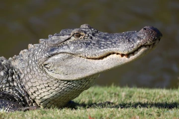 ஆபத்தை அறியாமல் 2 வயது குழந்தை செய்த செயல்! பதறியடித்துச் சென்று காப்பாற்றிய தந்தை