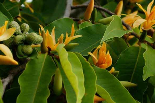 பெண்கள் பூச்சூடுவவதால் இத்தனை நன்மைகளா! | Many Benefits For Women To Cover Themselves