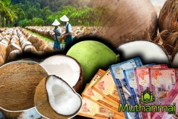 மக்களுக்கு மகிழ்ச்சி தகவல் : சடுதியாக குறைந்த தேங்காய் விலை