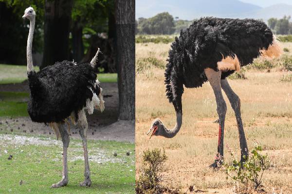 கற்களை சாப்பிடும் தீக்கோழிகள் ! எதுக்காக தெரியுமா? | Why Do Ostriches Eat Stones