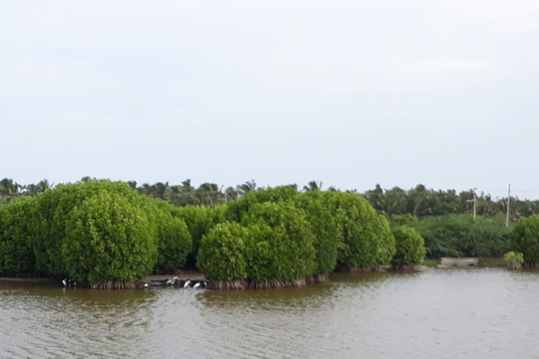mangrove forests