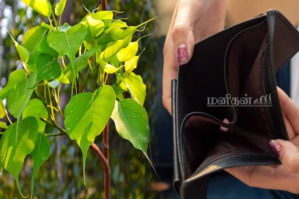 வீட்டின் செழிப்பை கெடுக்கும் செடிகள்.. இனியும் விட்டு வைக்காதீங்க | Home Plants To Avoid Growing Vastu Tips