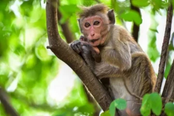 வன உயிரினங்கள் பற்றிய தேசிய கணக்கெடுப்பு நாளை ஆரம்பம்