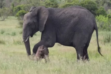Viral Video: அம்மா பயமா இருக்கு... குட்டி யானைக்கு சொல்லிக் கொடுக்கும் தாய்