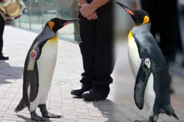 பென்குயினுக்கு ராணுவ தளபதி பட்டம்.. விழா நடத்தி கௌரவித்த நாடு? - ஆச்சரியம்!