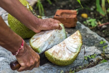 நீரிழிவு நோயாளிகள் பலா பிஞ்சு சமைத்து சாப்பிடுவதில் இவ்வளவு விஷயம் இருக்கா? யாரெல்லாம் சாப்பிடலாம்?