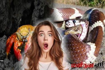 தன் உடலின் பாகத்தையே சாப்பிடும் உயிரினங்கள்! இந்த வினோத பழக்கம் ஏன்னு தெரியுமா?