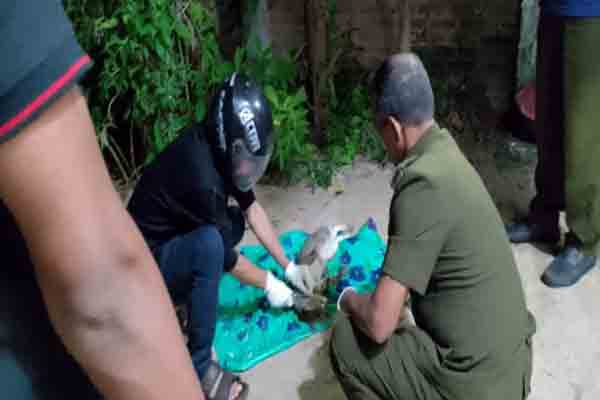 ஐவரை கடித்த பூனை திடீர் உயிரிழப்பு; அச்சத்தில் கல்முனை மக்கள்! | Cat Bites Five People Dies Suddenly Kalmunai