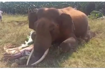 சத்தியமங்கலம் அருகே மின்வேலியில் சிக்கி ஆண் காட்டு யானை பரிதாப பலி!