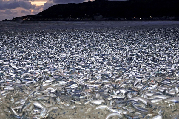 millions of fishes wash up on Japan Hakodate beach ஜப்பானில் செத்து கரை ஒதுங்கிய லட்சக்கணக்கான மீன்கள்: மக்களுக்கு அரசு எச்சரிக்கை