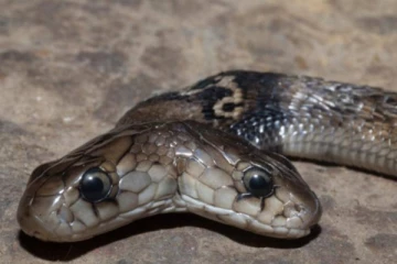 அதிசயம்... இரட்டை தலையுடன் பிறந்த பாம்பு! ஆச்சரியத்தில் உறைந்து போன வனத்துறை அதிகாரிகள்