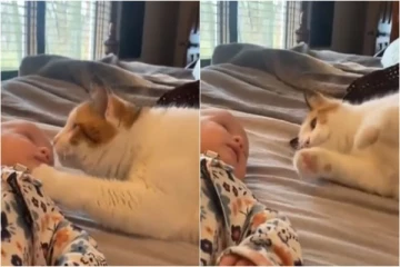 குழந்தையுடன் கொஞ்சி விளையாடும் பூனை.. (வைரலாகும் வீடியோ)