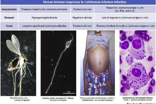 leishmaniasis-symptoms: லீஷ்மேனியாசிஸ் என்றால் என்ன? இந்த அறிகுறிகள் இருந்தா ஜாக்கிரதை! | Kalaazar Visceral Leishmaniasis Symptoms In Tamil