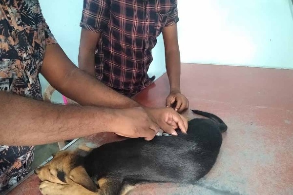 ஆடு,மாடு,கோழிக்கு பதிலாக நாய்,பூனைகளை வளர்க்க கால்நடை மருத்துவர்கள் மக்களுக்கு அழுத்தம் | Dogs Replace Chickens Eterinarians Pressure