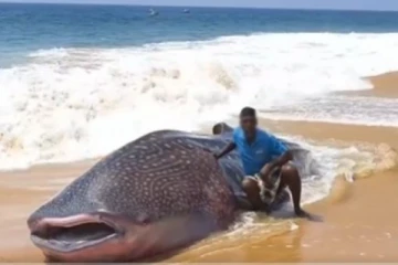 கரையொதுங்கிய 2 டன் ராட்சத சுறா ; படையெடுக்கும் மக்கள்