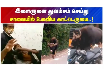 இளைஞனை துவம்சம் செய்து சாலையில் உலவிய காட்டெருமை..!